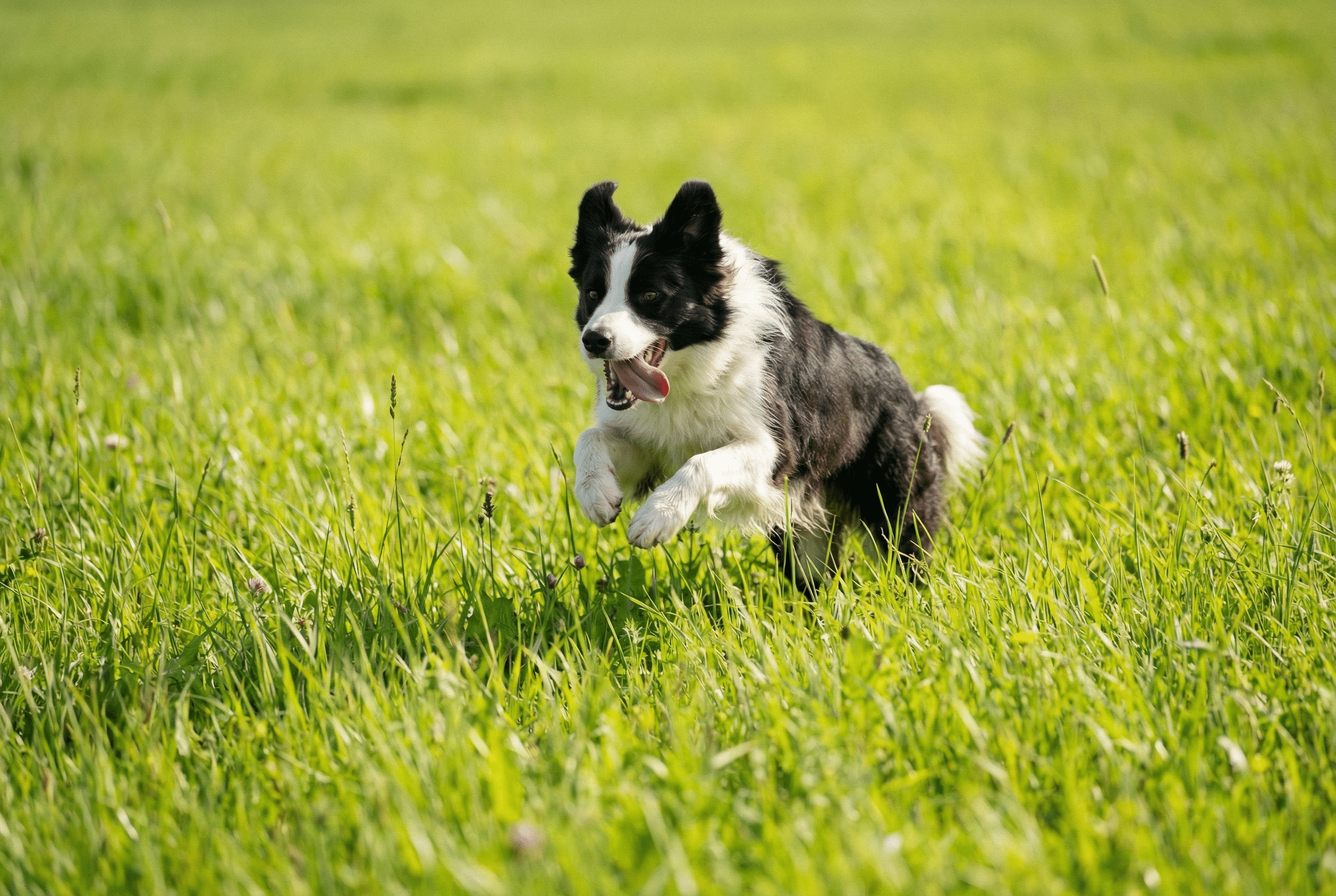 Pension pour chien proche de lille avec chalets privatifs